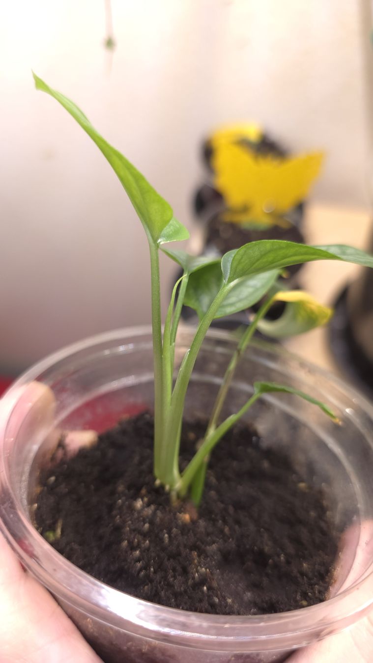 Piante & sementi: Monstera Siltepecana "gène Aurea Variegata " – Nuovo (secondo la descrizione) da Neyruz FR venduto da bry_2dg9 1