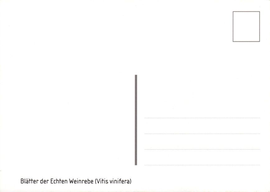 Tutti i francobolli: Maximumkarte Naturmuster - Weinblatt – Nuovo (secondo la descrizione) da Dottikon venduto da haeusibuh5 1