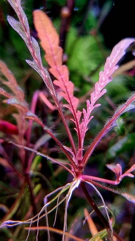 Tutte le macchine: 21. Hygrophila pinnatifida – Usato da Schwyz venduto da zpm3atlantis