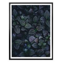Poster Botanical Contrast 50x60cm (neu, UVP 36.90 Fr.)