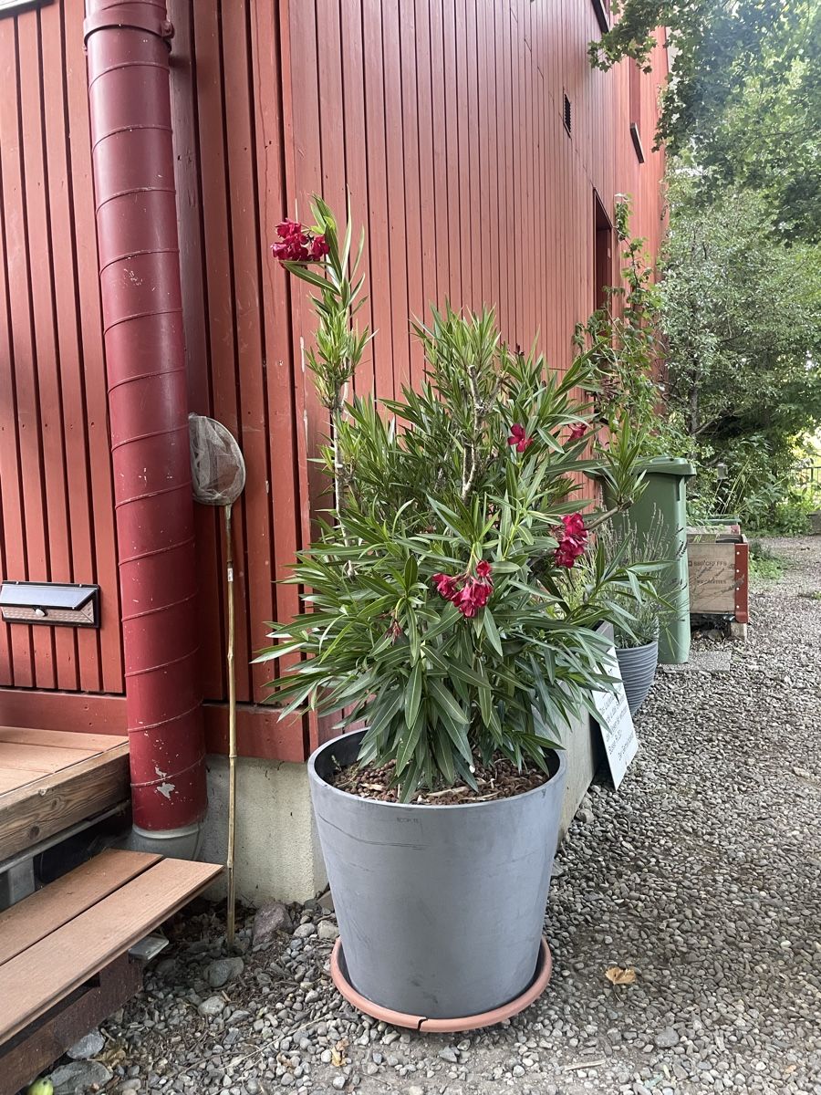 Piante & sementi: Grosser Oleander pinke Blüten – Usato da Rifferswil venduto da Klabourettli