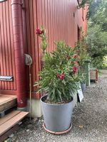 Grosser Oleander pinke Blüten