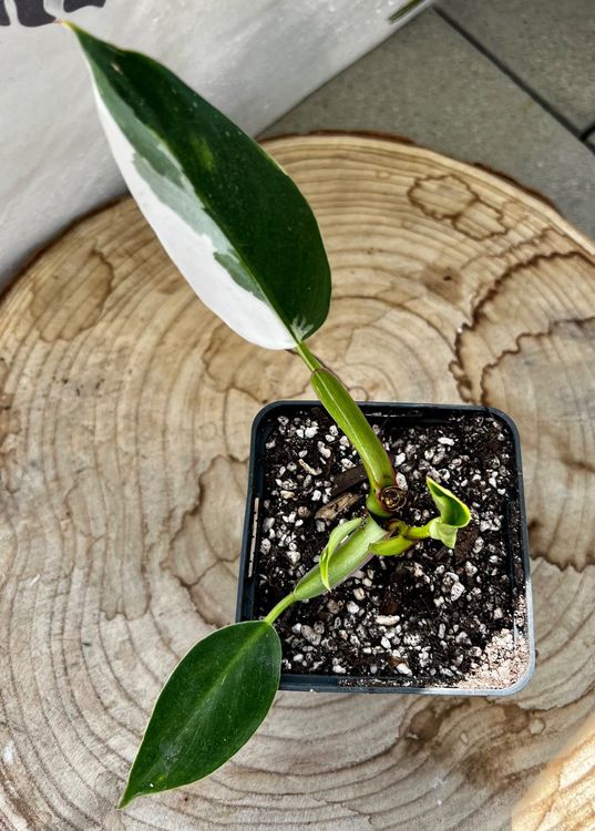 Philodendron White Princess | Kaufen auf Ricardo
