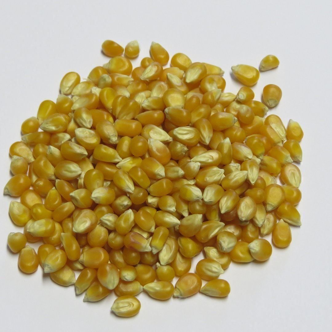 Piante & sementi: Popcorn Mais - Samen! – Nuovo (secondo la descrizione) da Steffisburg venduto da Petroselium