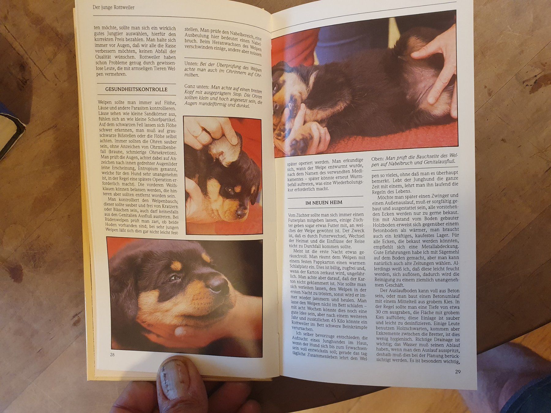 Libri: Der Rottweiler Joan Blackmore Kynos – Usato da Zürich venduto da loosebone 4
