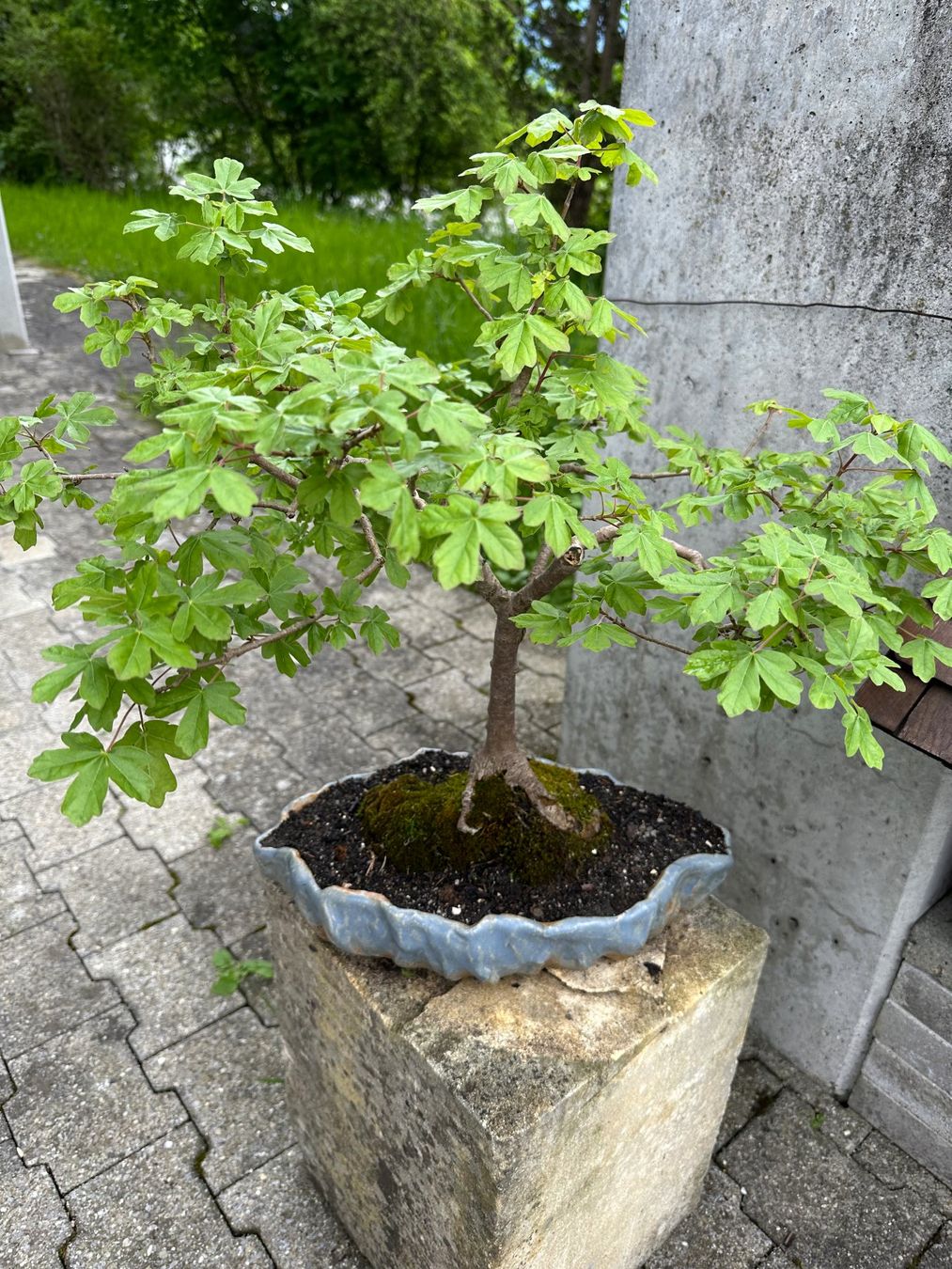 Feldahorn Bonsai 40 Jahre alt (Neu (gemss Beschreibung)) in Kriens fr CHF  150  nur Abholung auf Ricardo kaufen