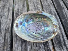 Abalone Muschel mit Perlmuttschimmer, 11 cm, guter Zustand