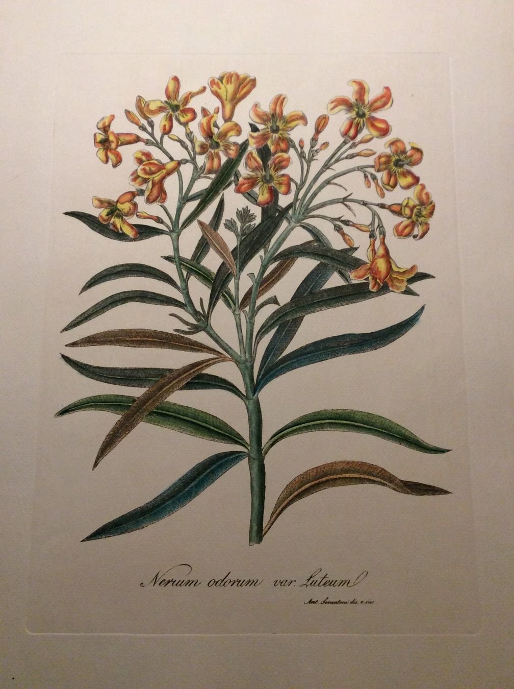 Grafica & Litografie: Planche Ant. Serantoni dis. e inc – Usato da Genève venduto da edelweiss1900 2