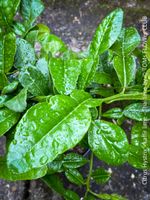 Citrus Hystrix - die Kaffir-Limette für Deine Kochkunst