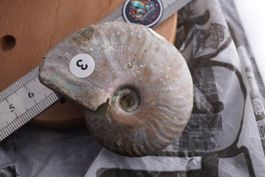 Ammonit  Opalisiert   Wunderschön  ca  70mm