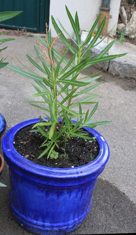 Oleander &amp;quot;Persica&amp;quot; mit gefüllter Blüte in aparter Farbe | Kaufen auf ...