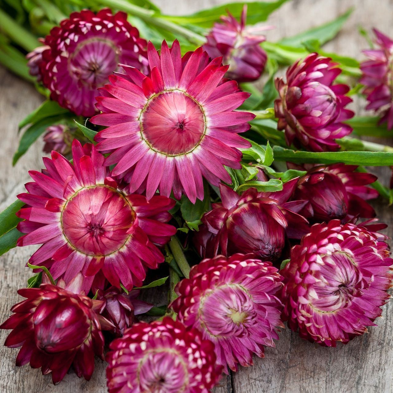 Piante & sementi: 300 Samen Strohblume PURPLE – Nuovo (secondo la descrizione) da Ehrendingen venduto da VerveinaSamen