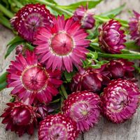 300 Samen Strohblume PURPLE