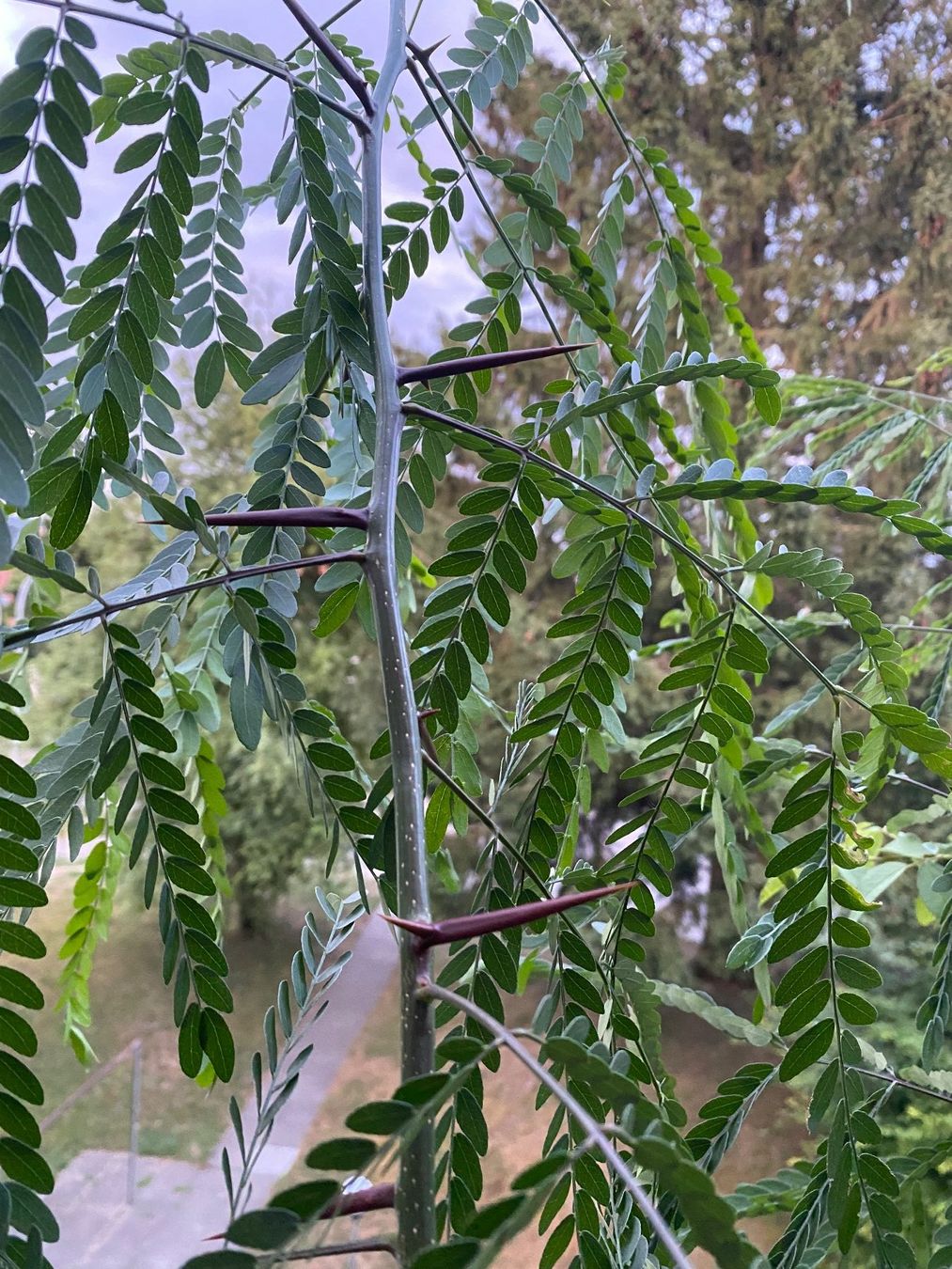 Piante & sementi: Amerikanische Gleditschie, für Balkon oder Garten mit Topf – Usato da Hochfelden venduto da powerplay61 6