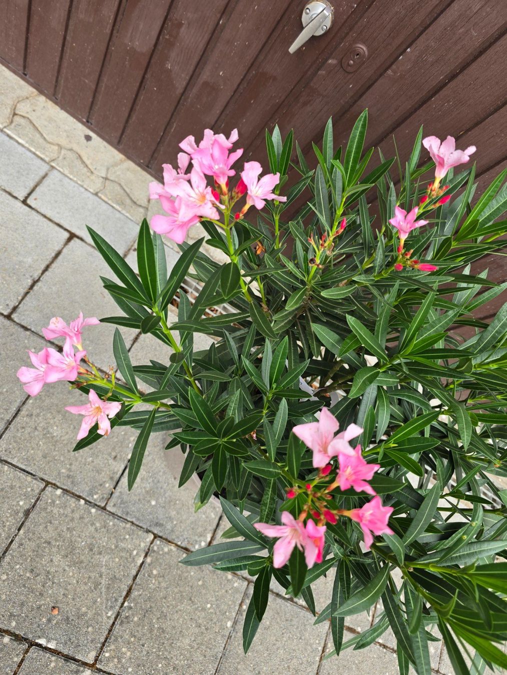 Plantes & graines: Oleander Tricolor – D'occasion à Aarburg par popkorn65 2