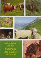 ENGELBERG Fürenalp - Kühe, Schafe