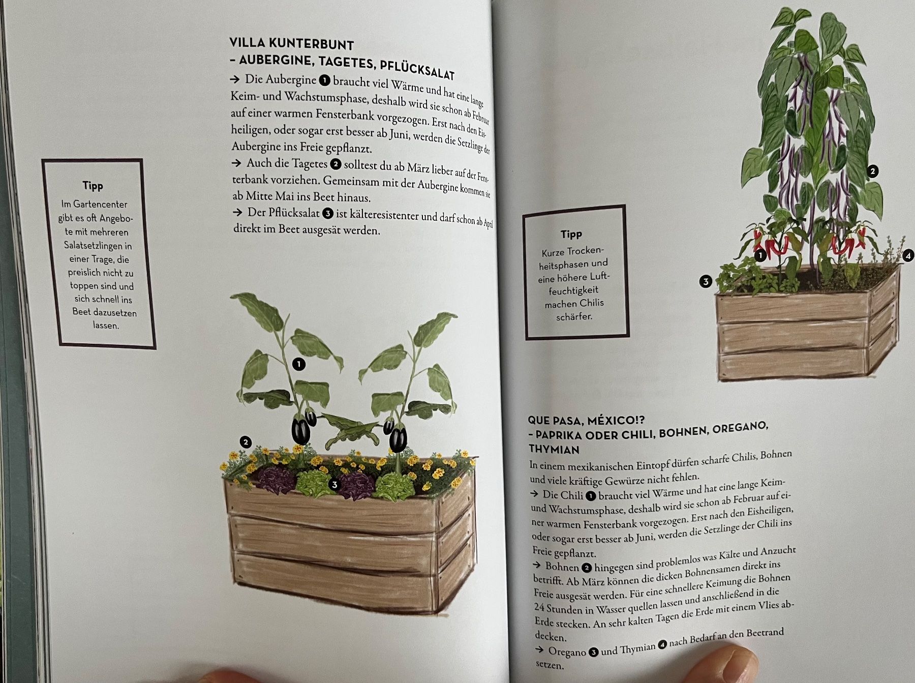 Libri: Mein Balkon-Hochbeet – Usato da Le Crêt-p-Semsales venduto da staglione69 4