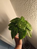 Alocasia Frydek pflanze, 1 stück