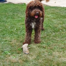 Profile image of boeggy