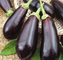 Aubergine Black Beauty / 5 Samen