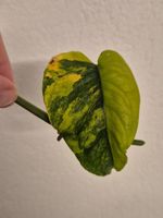 🌿Monstera Siltepecana Aurea Ableger #8🌿