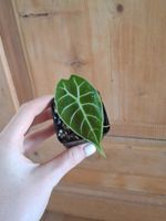 Alocasia Watsoniana