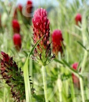 Pflanzen & Samen: Samenmischung: LANSBERG 100 Samen – Neu und originalverpackt aus Rovio von POSITIFFARTandPLANTS 4