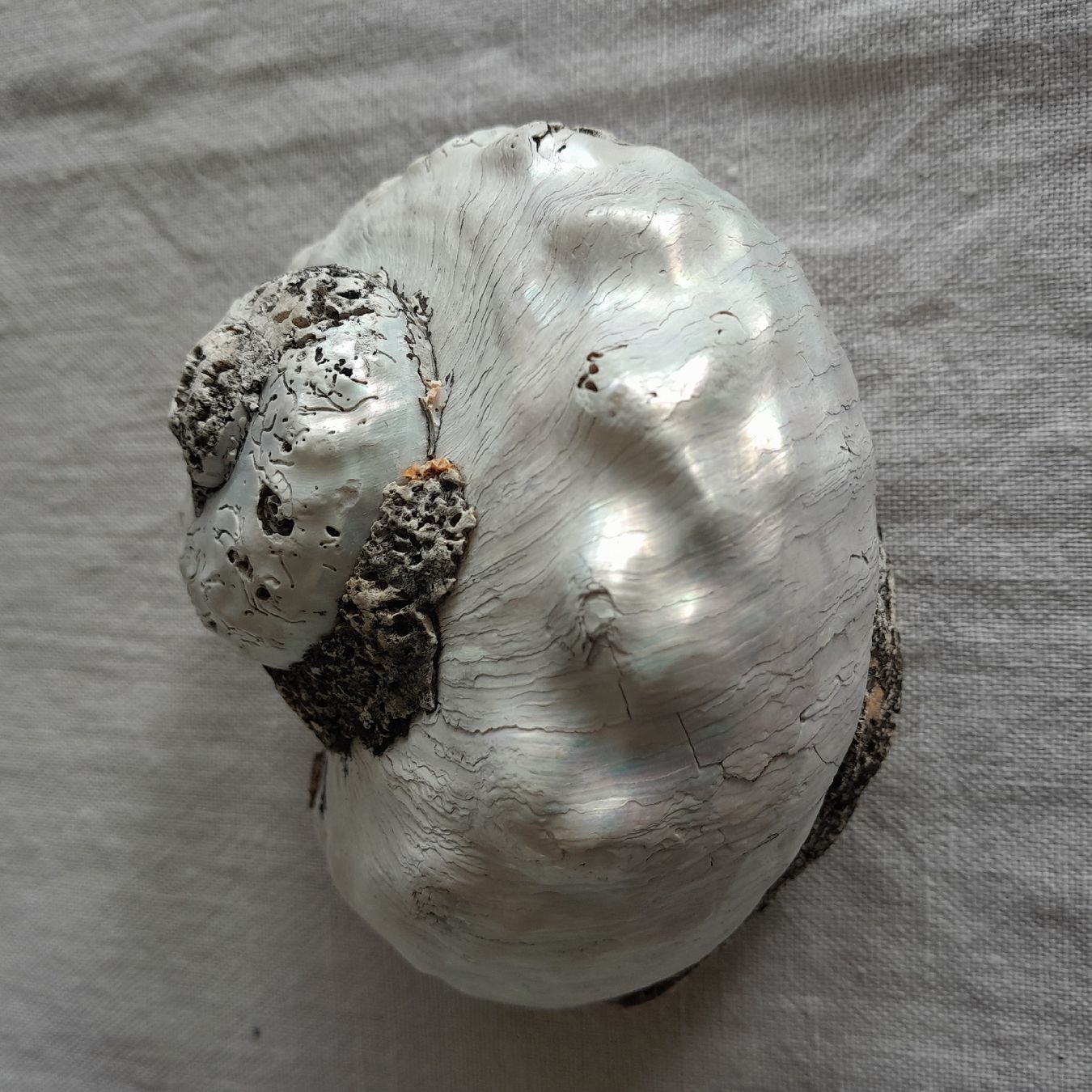 Fossilien: 2er Set, grosse Perlmutt Turbo-Schnecken – Gebraucht aus Knutwil von Kompex 4