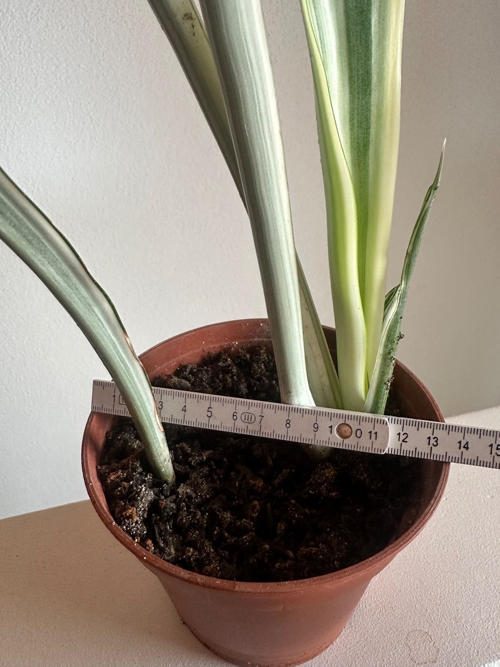 Pflanzen & Samen: Sansevieria trifasciata "metallica" – Gebraucht aus Zürich von ong8 4