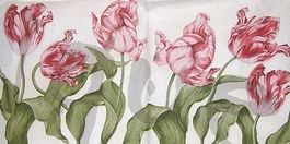 Serviette papageitulpen 25x25 (b146)