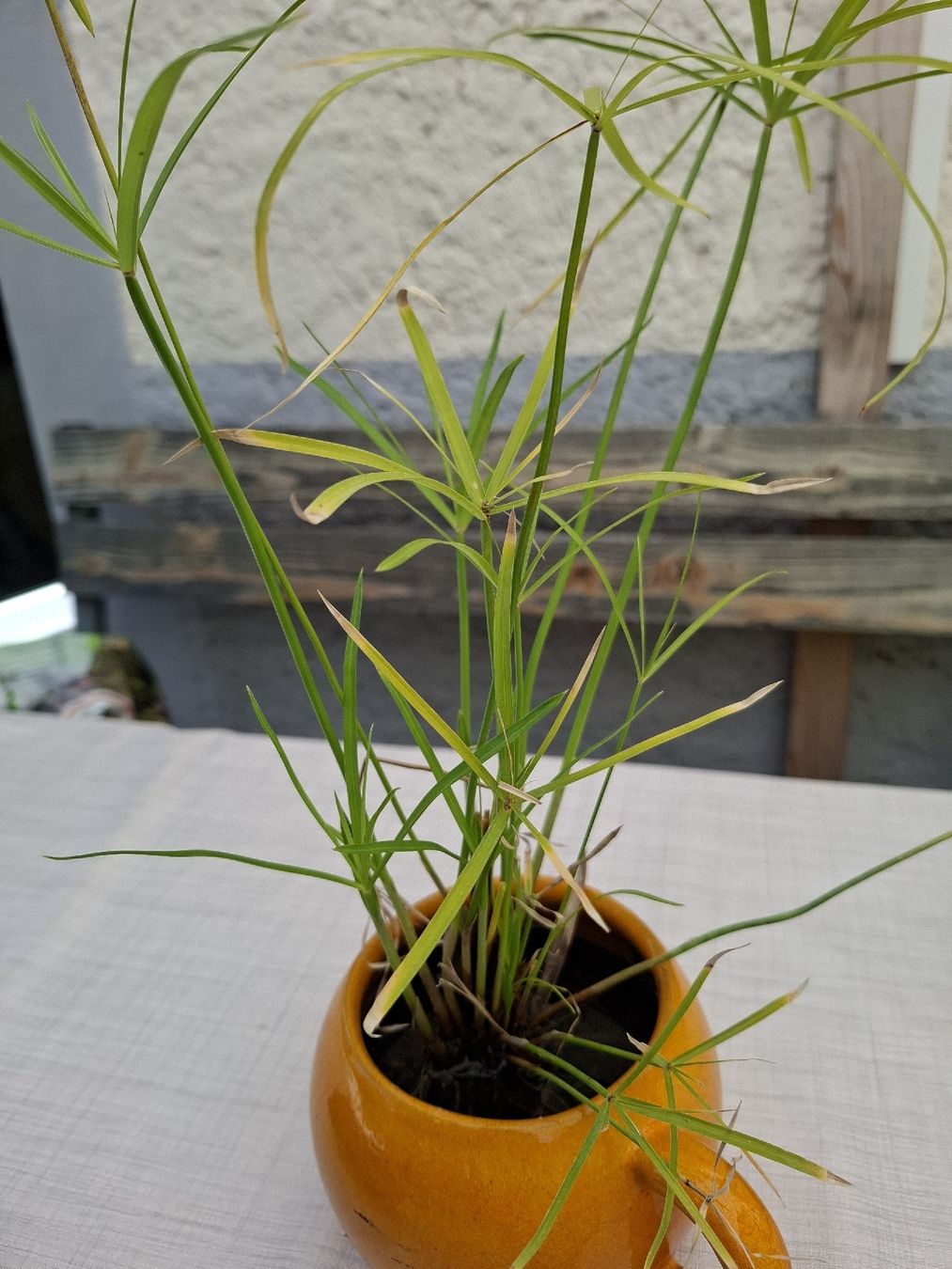 Plantes & graines: Papyrus – D'occasion à Zeihen par P_B4