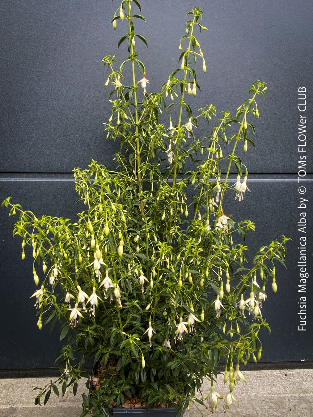 Piante & sementi: Fuchsia Magellanica Alba oder Arauco - winterharte Sorten – Usato da Adliswil venduto da asTOMas963 7