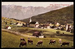AK Wildhaus, Teilansicht mit Kirchen, grasende Kühe