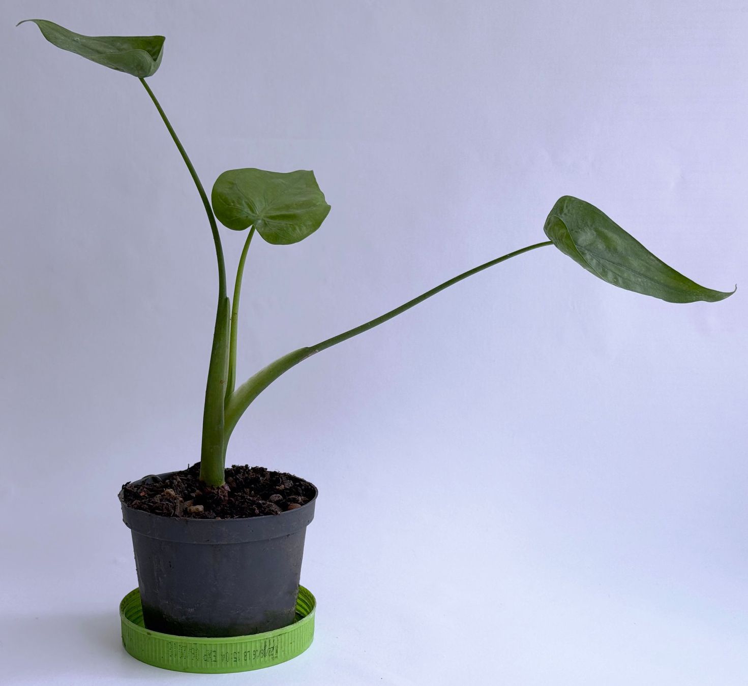 Piante & sementi: Alocasia*Elefantenohr oder Pfeilblatt***** – Nuovo (secondo la descrizione) da Dübendorf venduto da Orchid18