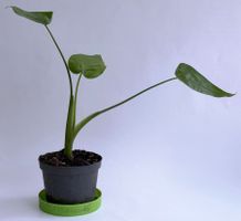 Alocasia*Elefantenohr oder Pfeilblatt*****
