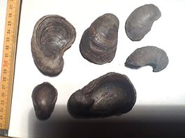 Gryphaea arcuata 1