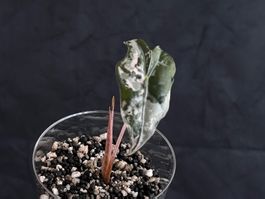 Alocasia Nobilis Pink