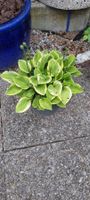 Schöne Hosta Pflanze im Topf, frisches Grün für den Sommer!