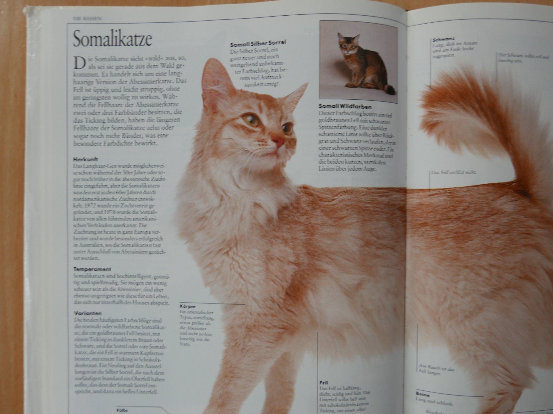 Livres: Das Grosse Katzenbuch - David Taylor - 100 Rassen – D'occasion à Rotkreuz par nigal 5