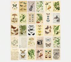 Set - Photos/images, papillon (30PCS)- 14.5x10cm