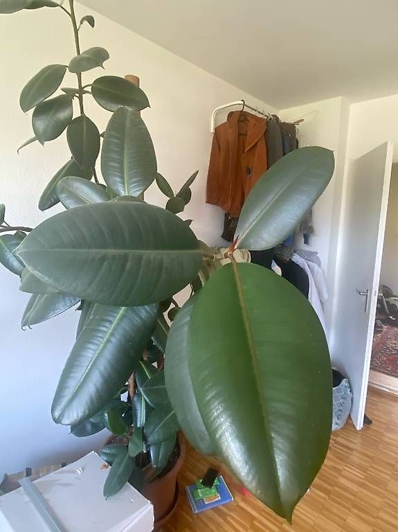 Piante & sementi: Ficus elastica – Usato da Zürich venduto da LOURA_PLATES 1