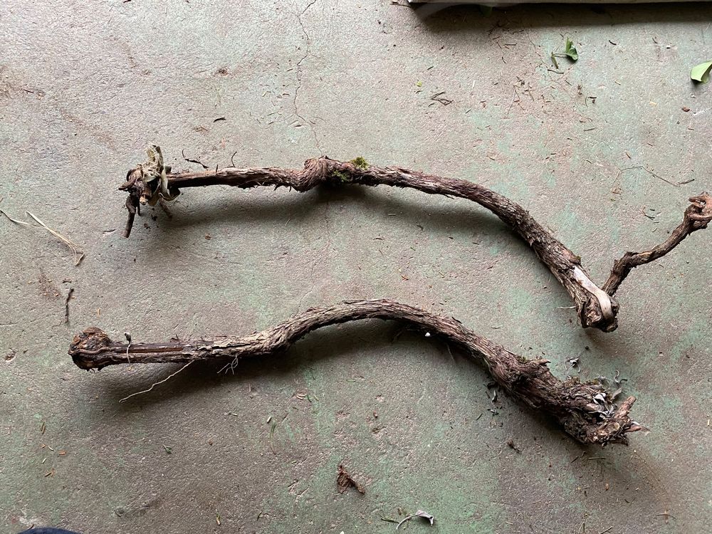 Holz, Rebstock, Rebholz , Wein Kaufen auf Ricardo