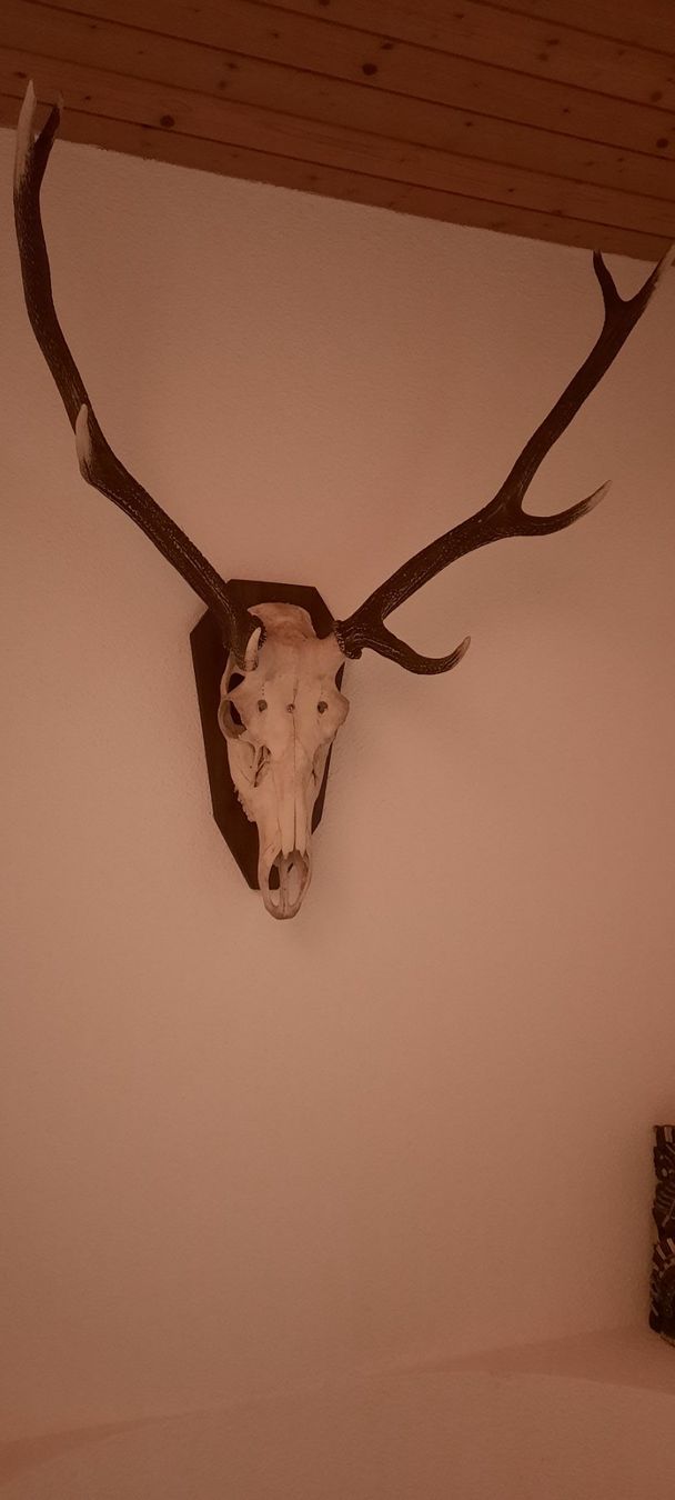 Sculture & Statue: Grosse  schöne Hirschschädeltrophäe – Usato da Untersiggenthal venduto da Jackes