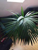 Kentia Palme, gesund & gut gepflegt abzugeben