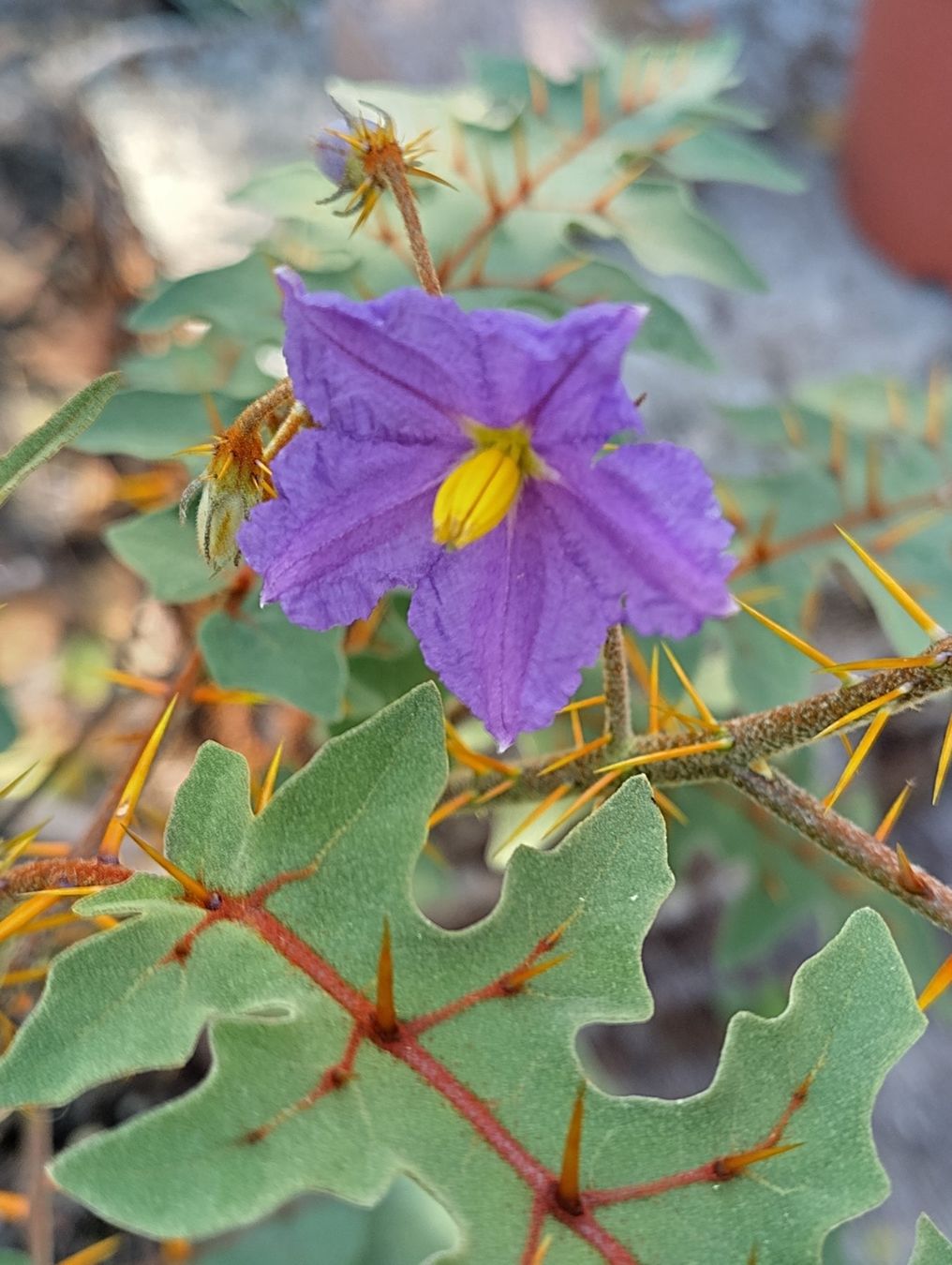 Piante & sementi: Solanum pyracanthum, Nachtschattengewächs, aus Madagaskar – Nuovo (secondo la descrizione) da Mühlethal venduto da spacebird 2
