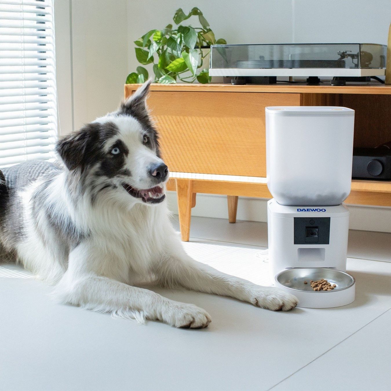 Mangimi: Daewoo Smart Pet Feeder + Camera 7L – Nuovo e nell'imballaggio originale da Hitzkirch venduto da Thali_AG 6