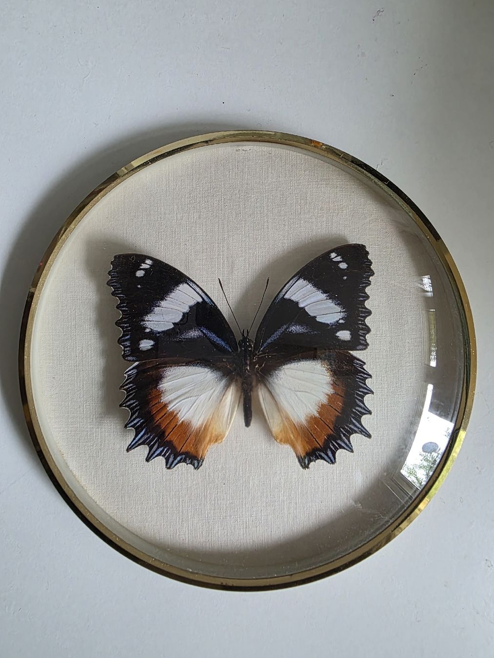 Il mondo degli animali: Schmetterling Hypolimnas dexithea Madagascar gerahmt – Usato da Winterthur venduto da CB_94