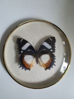 Schmetterling Hypolimnas dexithea Madagascar gerahmt