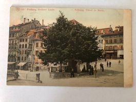 Freiburg Murtner Linde - Fribourg Tilleul de Morat