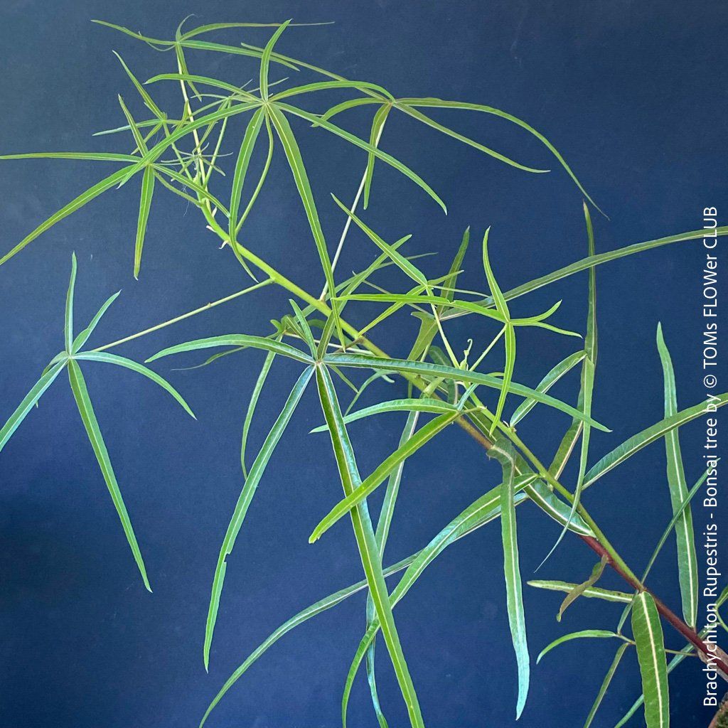 Piante & sementi: Brachychiton Rupestris Bonsai, Flaschenbaum, 50cm – Nuovo e nell'imballaggio originale da Adliswil venduto da TAKEYOURPLANT 3